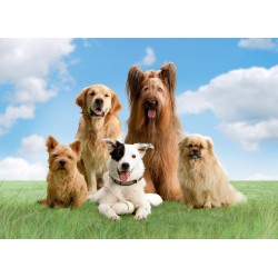 Choosing A Responsible Breeder